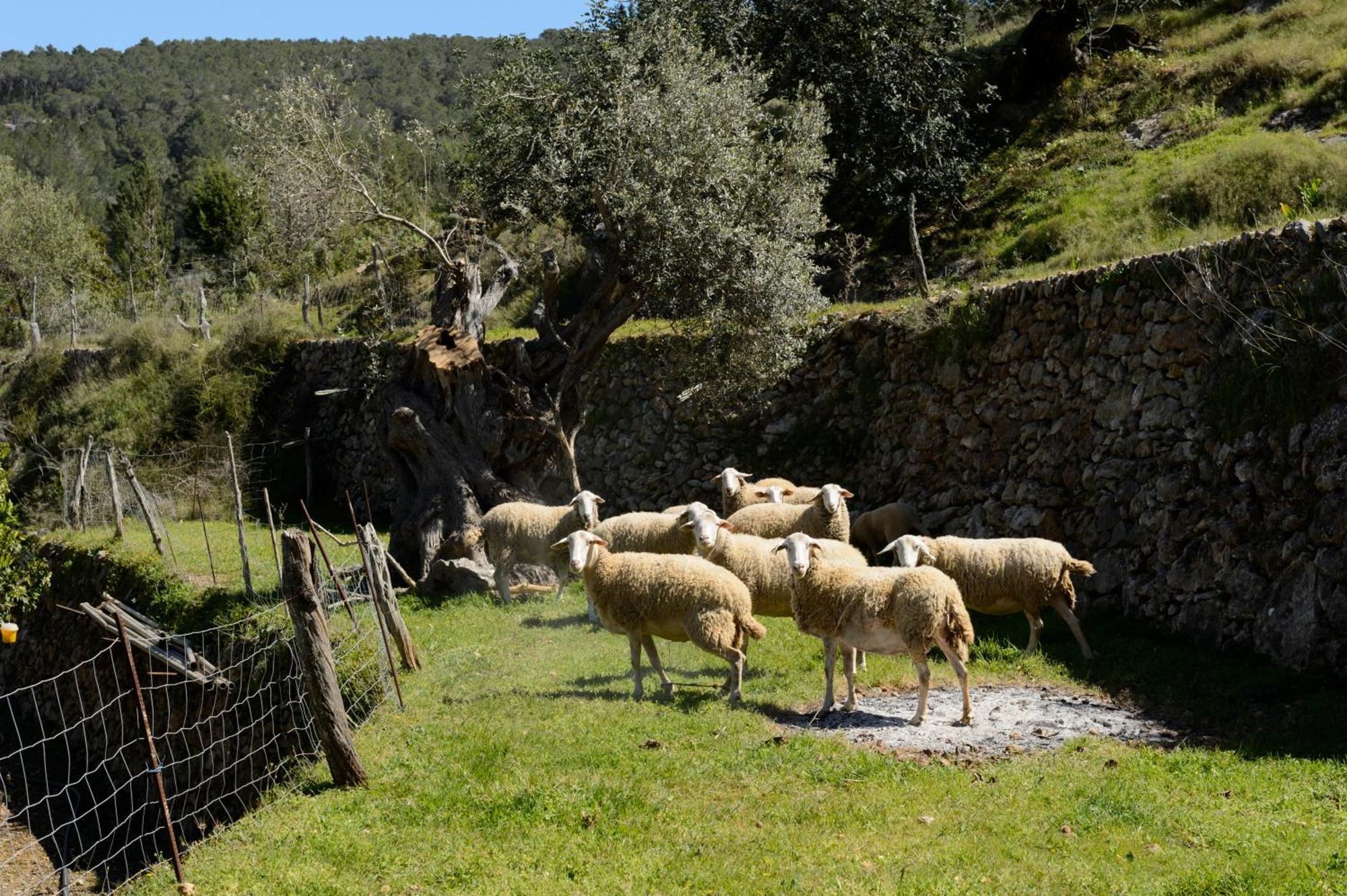 Valley Club Ibiza - Boutique Agroturismo Sant Joan De Labritja Zewnętrze zdjęcie